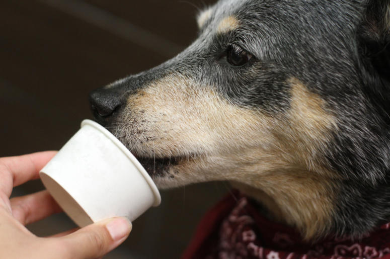 Aldi ice cream for dogs heart to tail ice cream for dogs