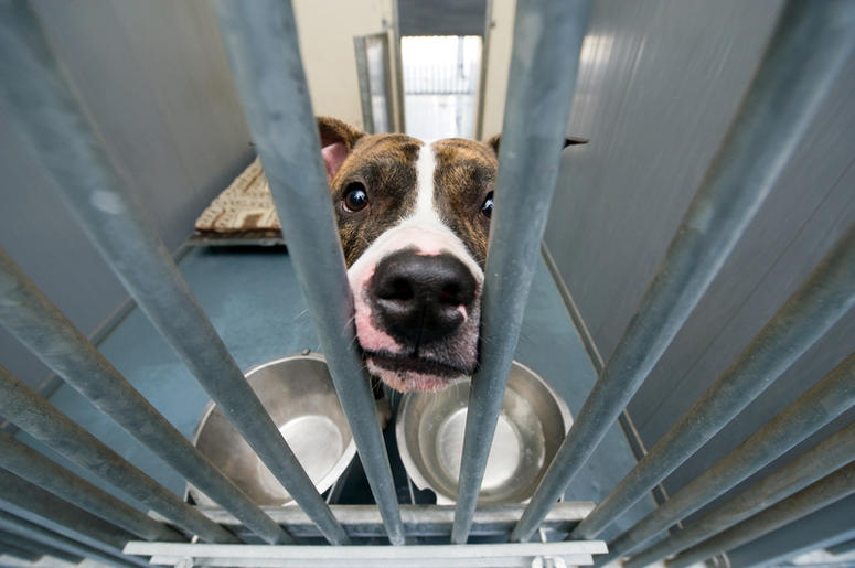 Animal Humane Society Animal Humane Society