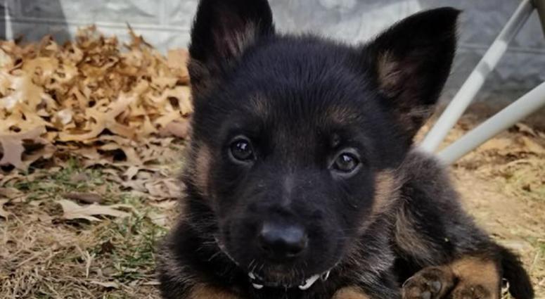 Troy police dog - Murphy police dog puppy