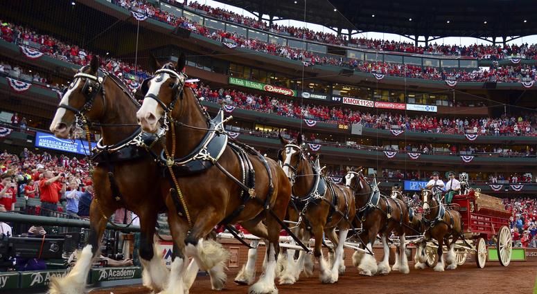 The Anheuser Busch Clydesdales run on the warning track The Anheuser Busch Clydesdales run on the warning track