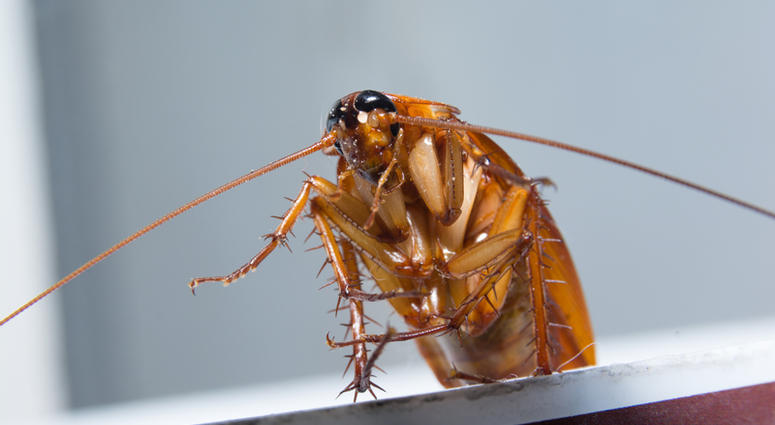 roach, bugs Cockroaches in the house. is a bug
