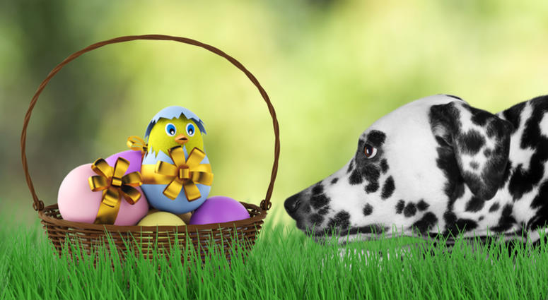 Easter Dog Cute Easter dog with eggs in basket