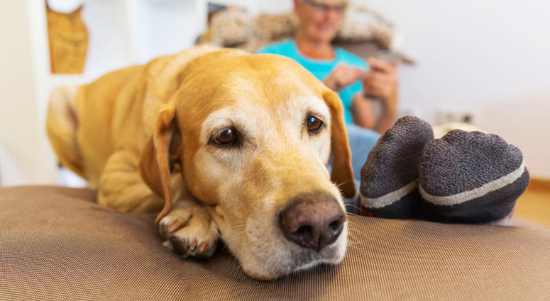 Labrador retriever lies on a seating furniture while a mature woman is phoning in the background