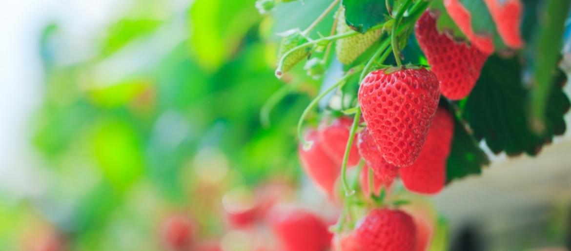 Kimmswick Strawberry Festival 2020 Kimmswick cancels 2019 Strawberry Festival | KMOX AM Kimmswick Strawberry Festival 2020 Kimmswick cancels 2019 Strawberry Festival | KMOX AM