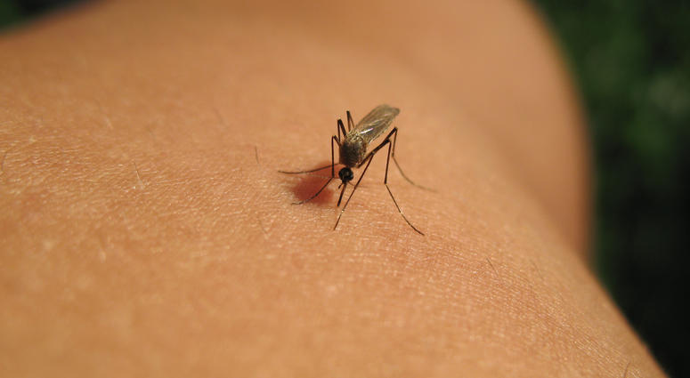 west nile virus spread by mosquito