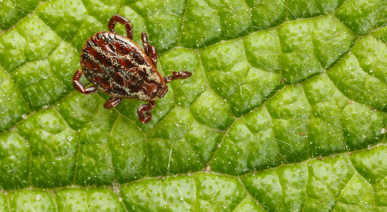 ticks
