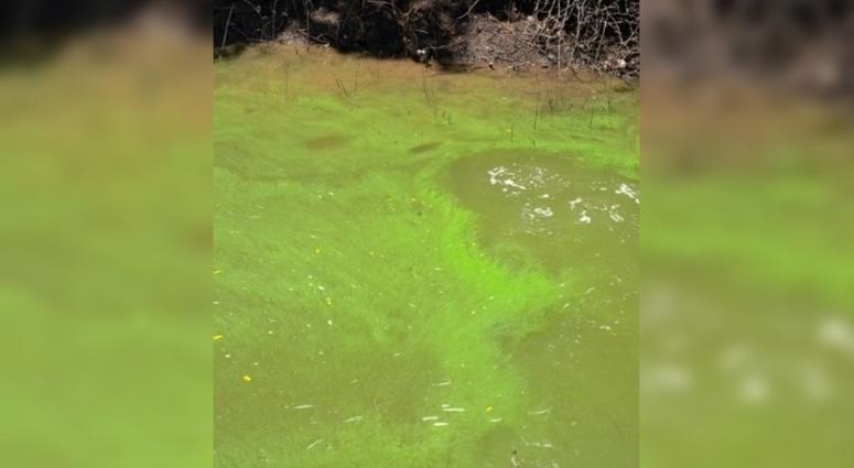 blue-green algae
