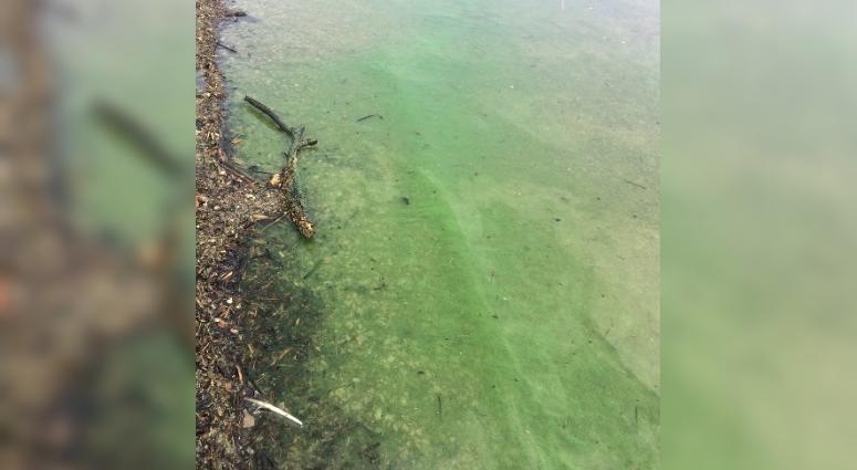 blue-green algae