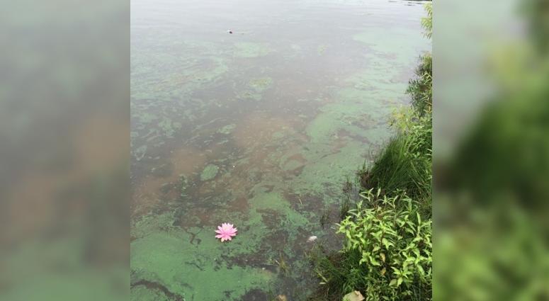 blue-green algae