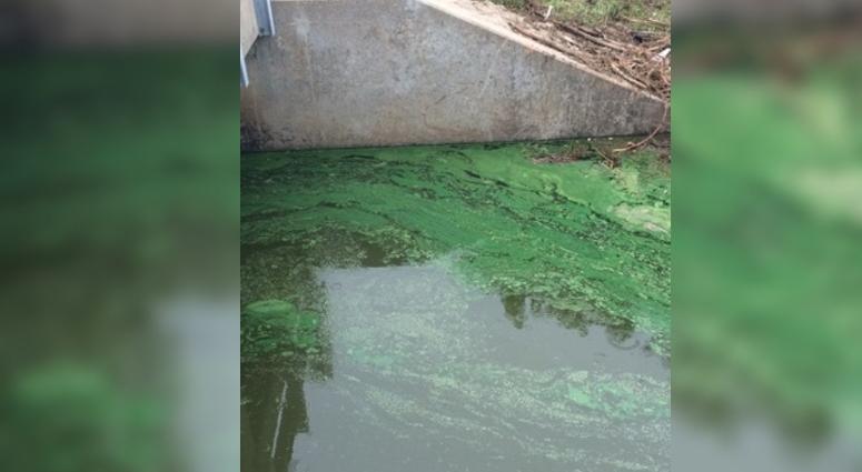 blue-green algae