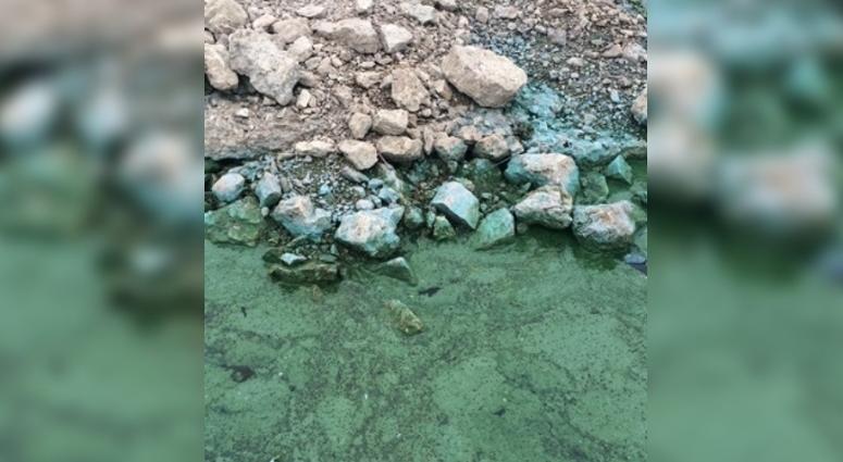 blue-green algae