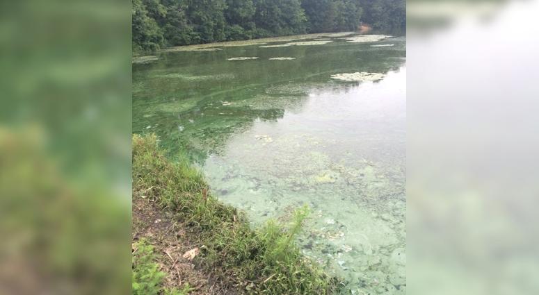 blue-green algae