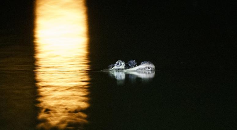 alligator