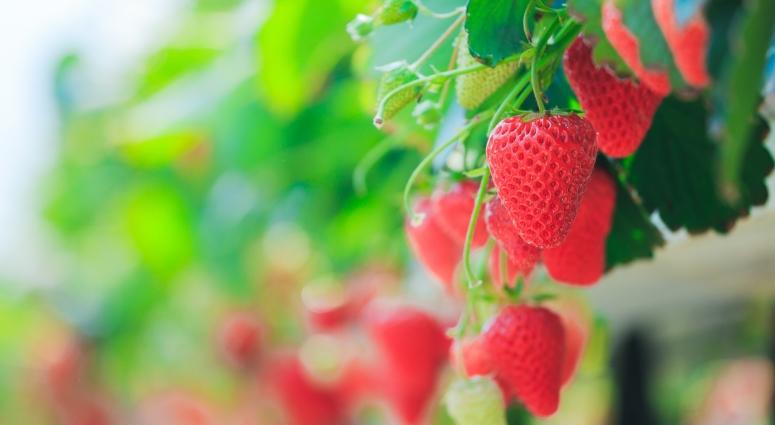 strawberries field