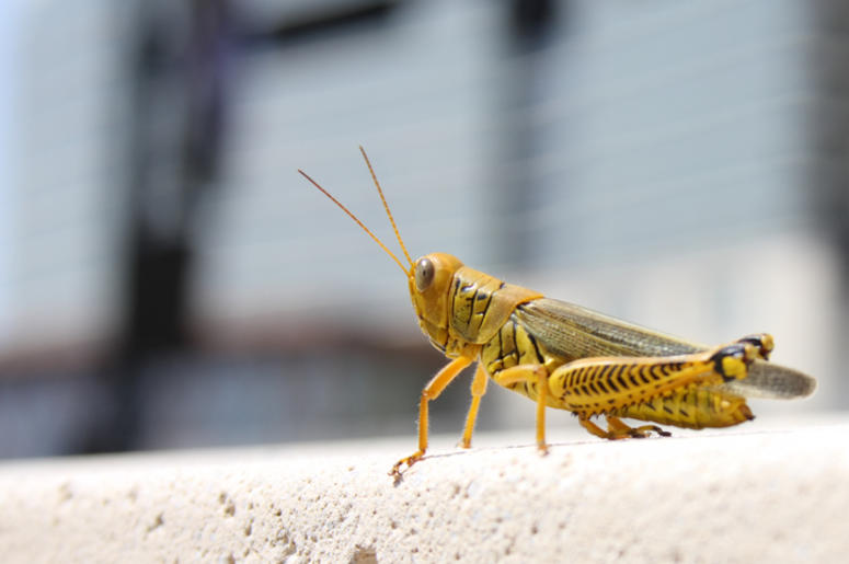Plaga De Saltamontes Invaden Las Vegas Grasshopper located in the middle of town. Could it be the Cricket in Times Square?