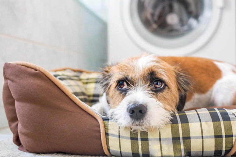 Muchacha Que Metió A Su Perro A La Secadora Es Buscada Por La Policía De Lewisville Hund liegt in seinem Körbchen im Badezimmer. Angst, Gewitter, Zufluchtsort.