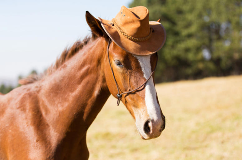 Horse Horse