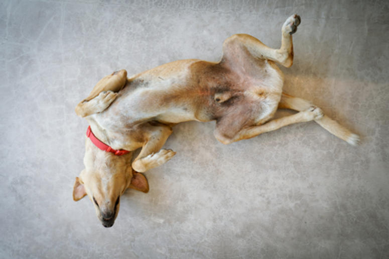 Perro Copia Maroma Perro Copia Maroma