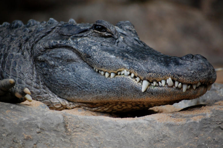 caiman caiman