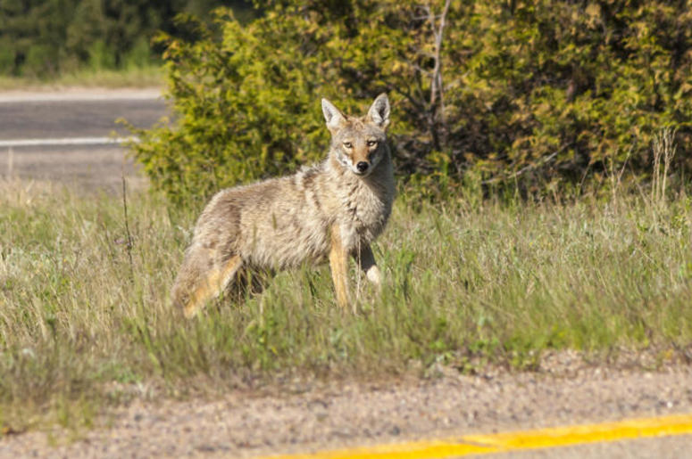 coyote coyote
