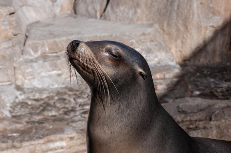 foca foca