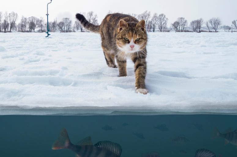 gato gato