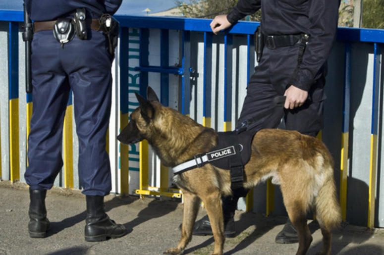 recompensa por el perro recompensa por el perro