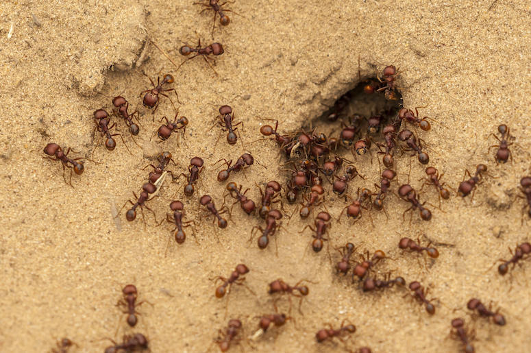 hormigas hormigas