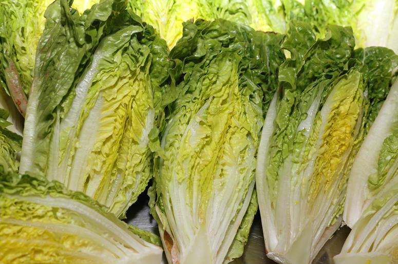 lechuga romana lechuga romana