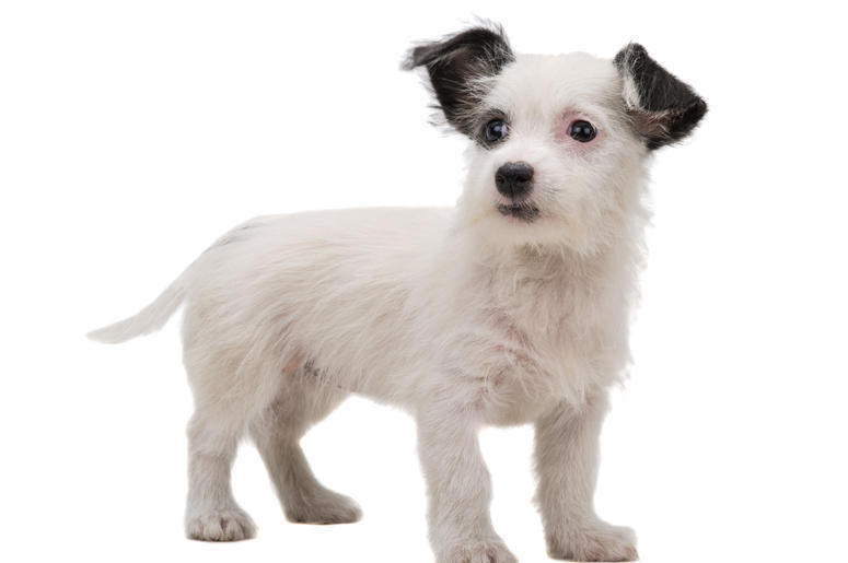 little white dog little white dog
