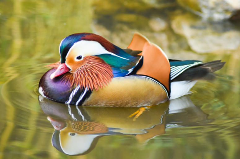 mandarin duck mandarin duck