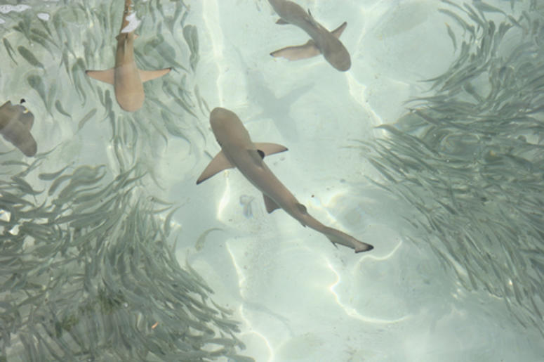 nadando entre los tiburones nadando entre los tiburones