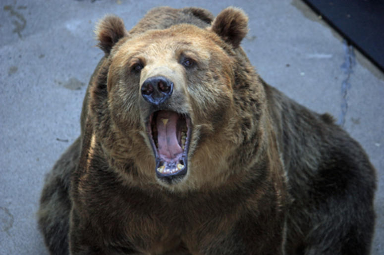 oso gigante oso gigante