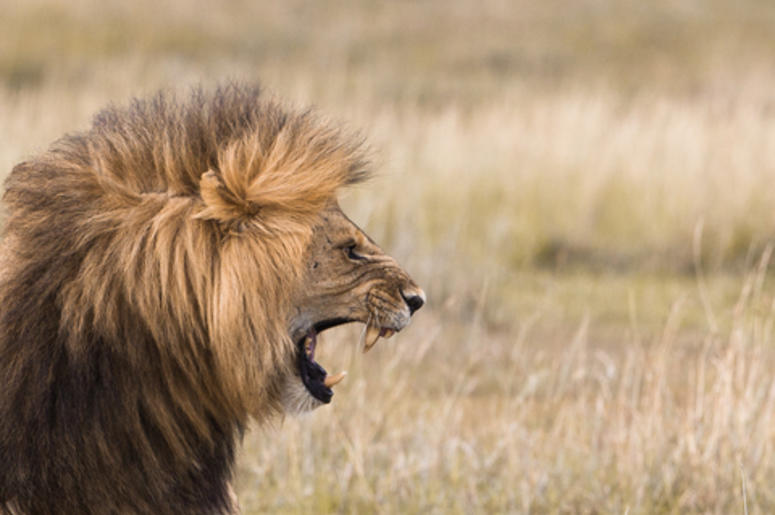 roaring lion roaring lion