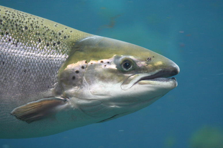 salmon salmon