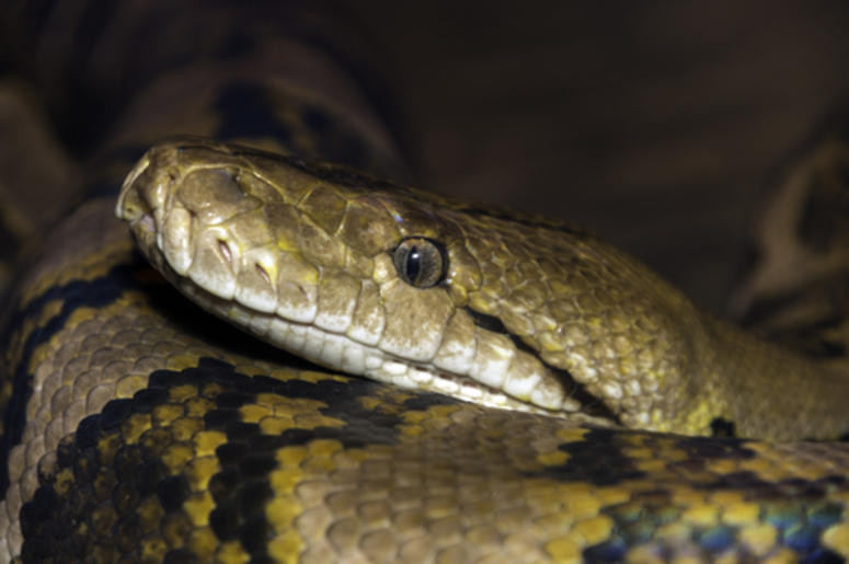 niñas juegan con serpiente niñas juegan con serpiente