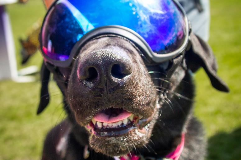 Petapalooza 2019 The Dogs 1