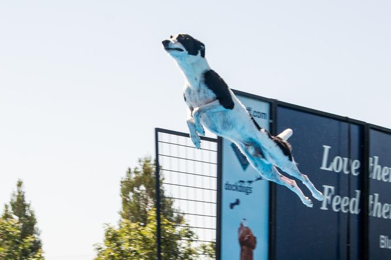 Petapalooza 2019 The Dogs 12