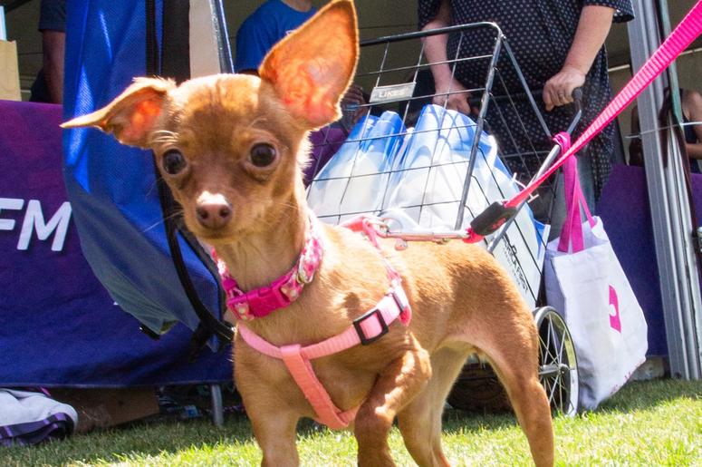 Petapalooza 2019 The Dogs 15