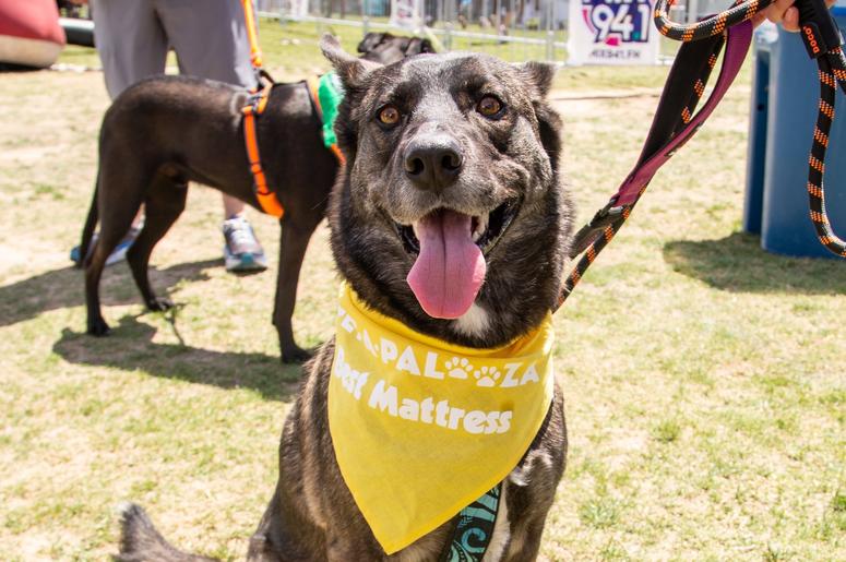 Petapalooza 2019 The Dogs 16