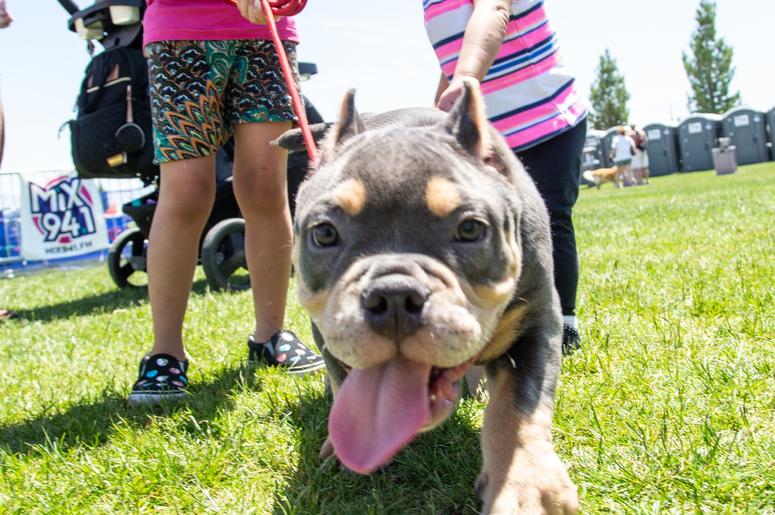Petapalooza 2019 The Dogs 17