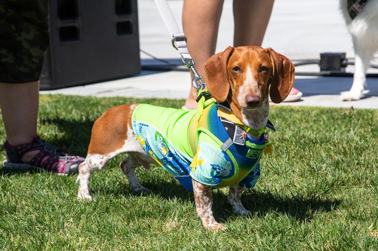 Petapalooza 2019 The Dogs 20