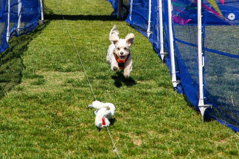 Petapalooza 2019 The Dogs 3