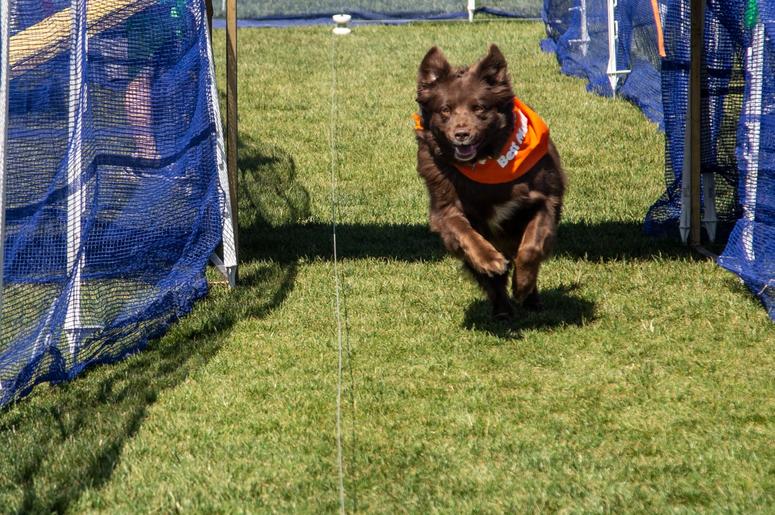 Petapalooza 2019 The Dogs 4