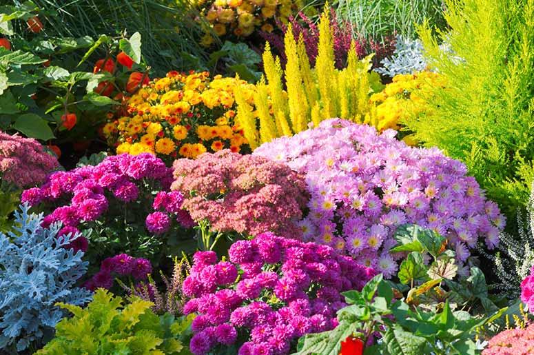Garden Garden