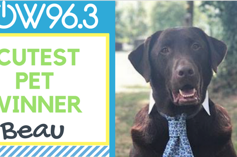 Cutest Pet Photo Contest Winner beau