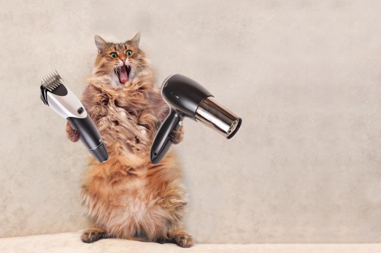 cat grooming