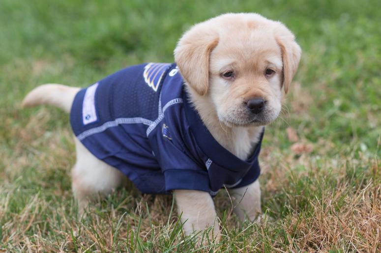 St. Louis Blues Puppy St. Louis Blues Puppy