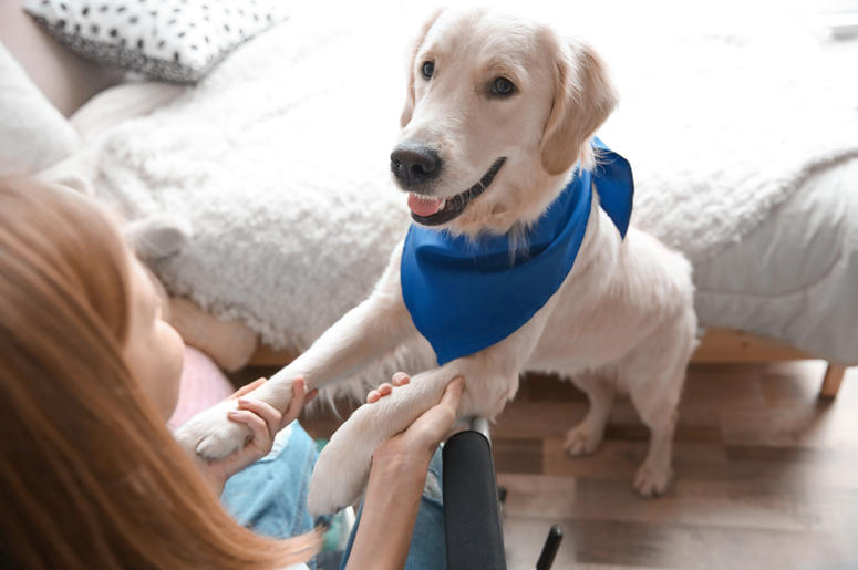 service dog service dog
