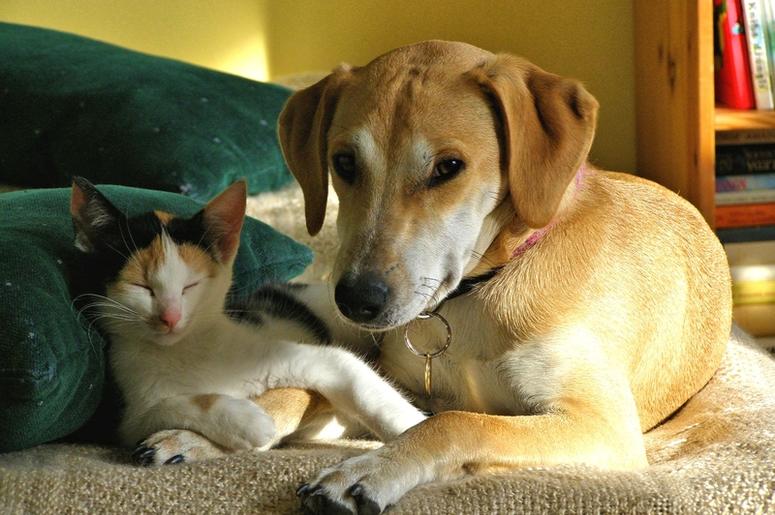 dog and cat sleeping dog and cat sleeping